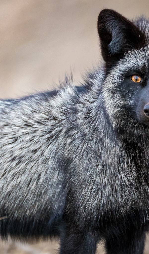 Красивая лиса чернобурка с желтыми глазами