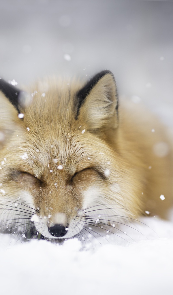 Лиса спит на белом снегу 