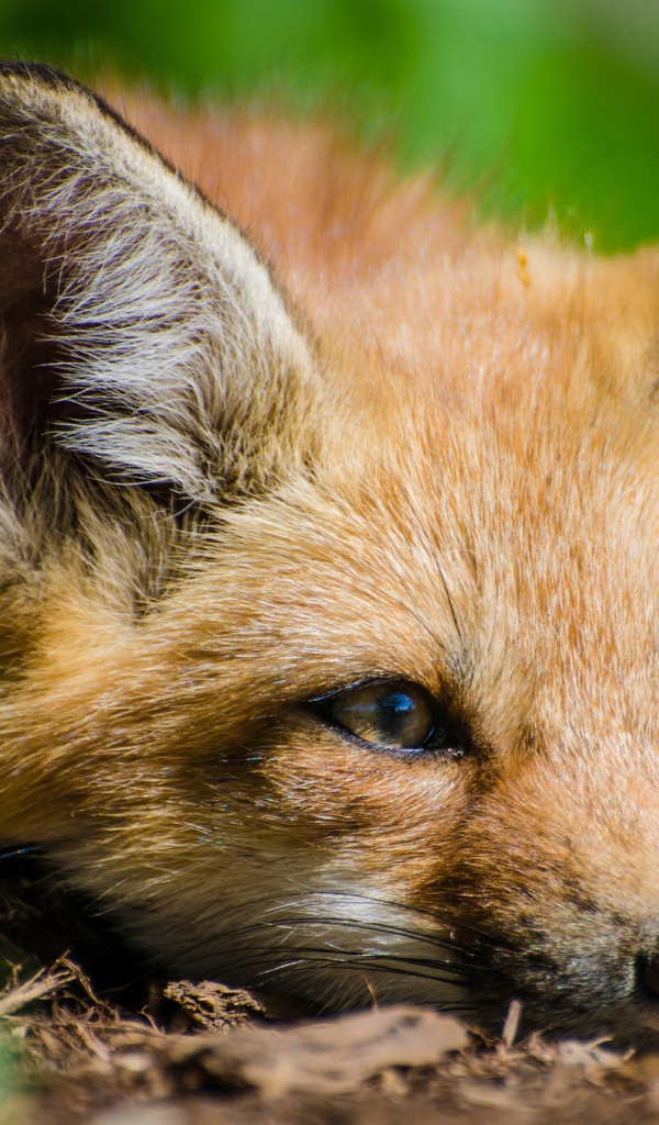 Лиса с грустной мордой лежит на сухой траве