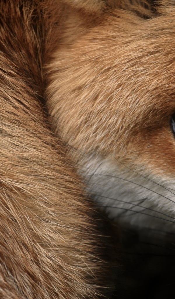 Испуганный взгляд рыжей лисы 