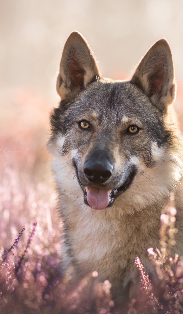 Gray wolf with his tongue out in lavender colors