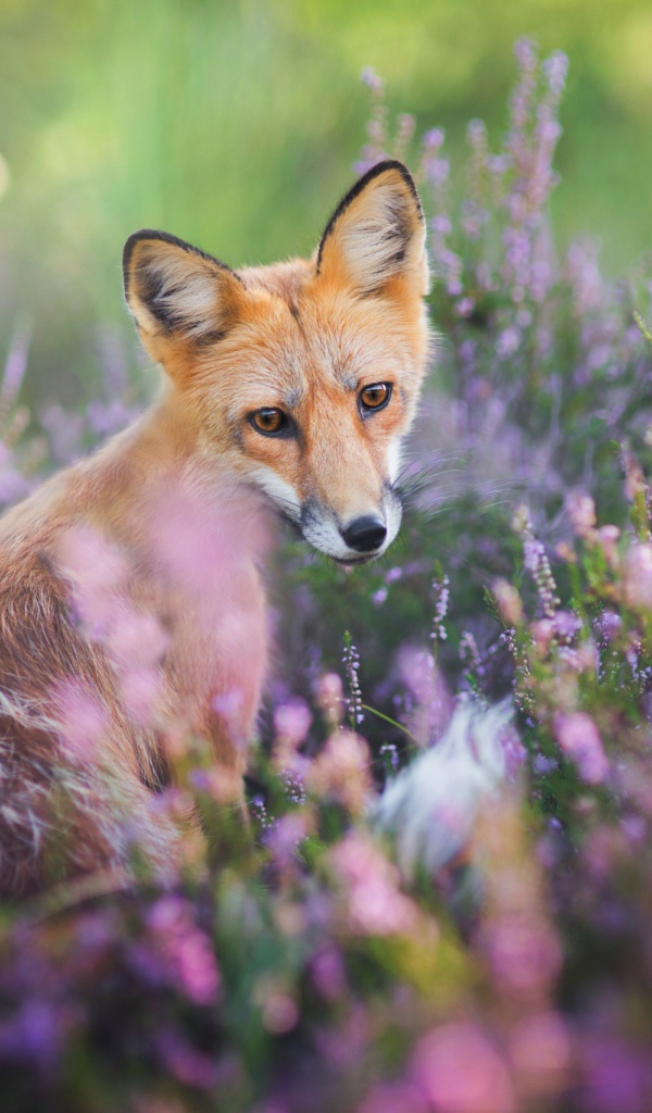 Рыжая лиса в сиреневых цветах 