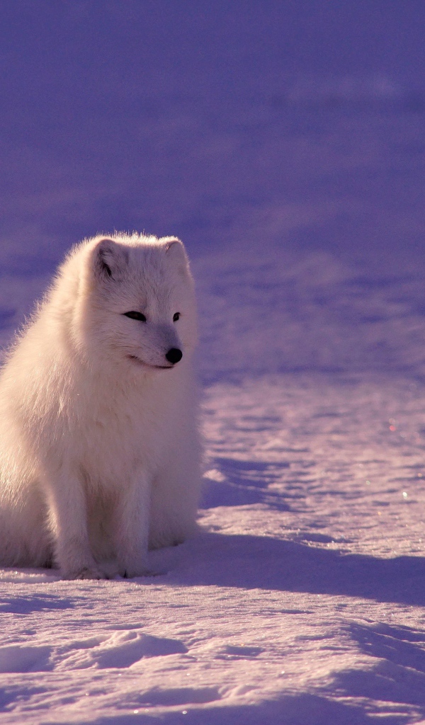 Грустный белый песец на снегу  