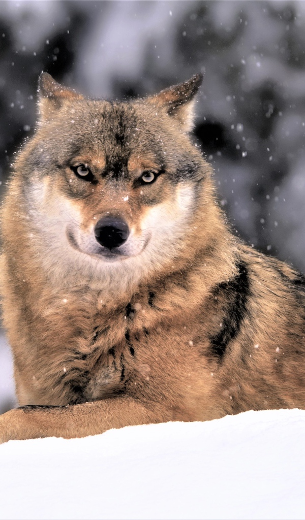 Большой волк лежит на белом снегу