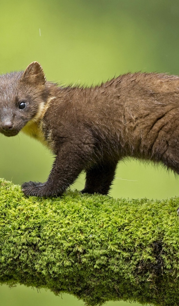 Куница стоит на покрытой мхом ветке дерева 