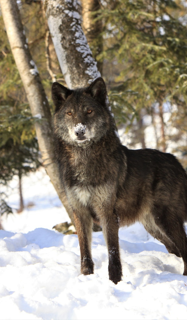 Волк стоит на холодном белом снегу в зимнем лесу