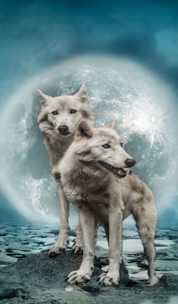 Два белых волка на фоне большой луны в небе