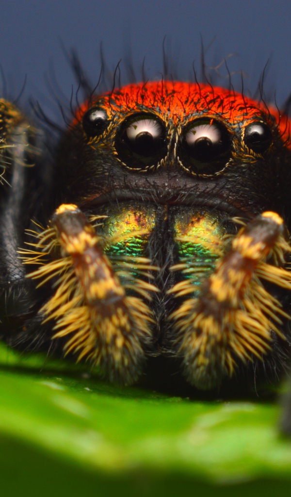 Паук скакун с большими глазами, макросъемка