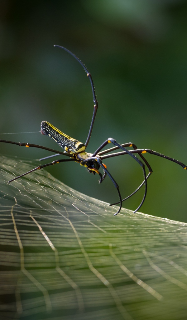 Паук с длинными лапами на паутинке макросъемка