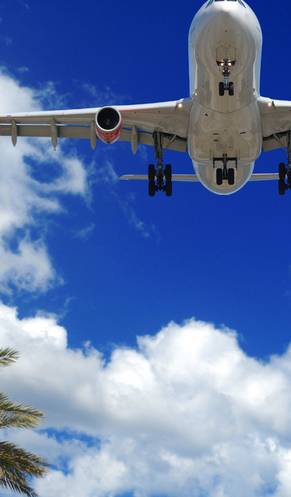 Лайнер Embraer пролетает над пальмами 