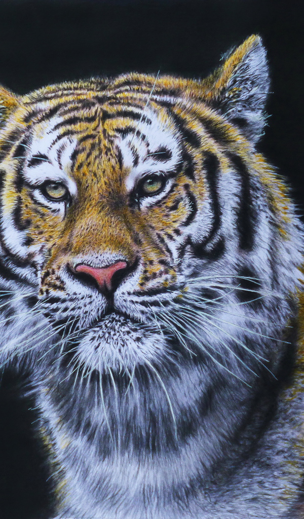 Красивый нарисованный тигр на черном фоне