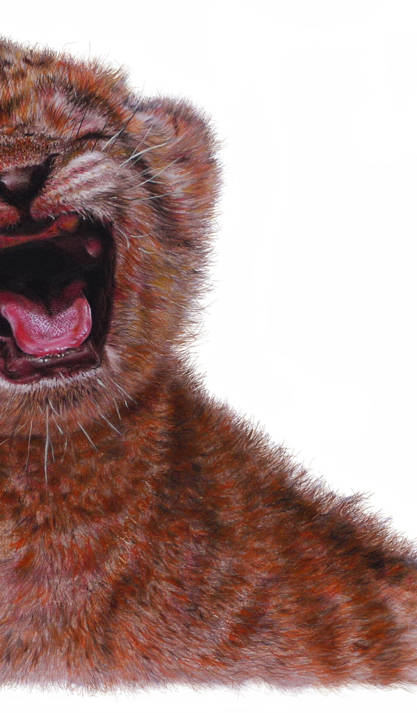 Нарисованный маленький львенок на белом фоне