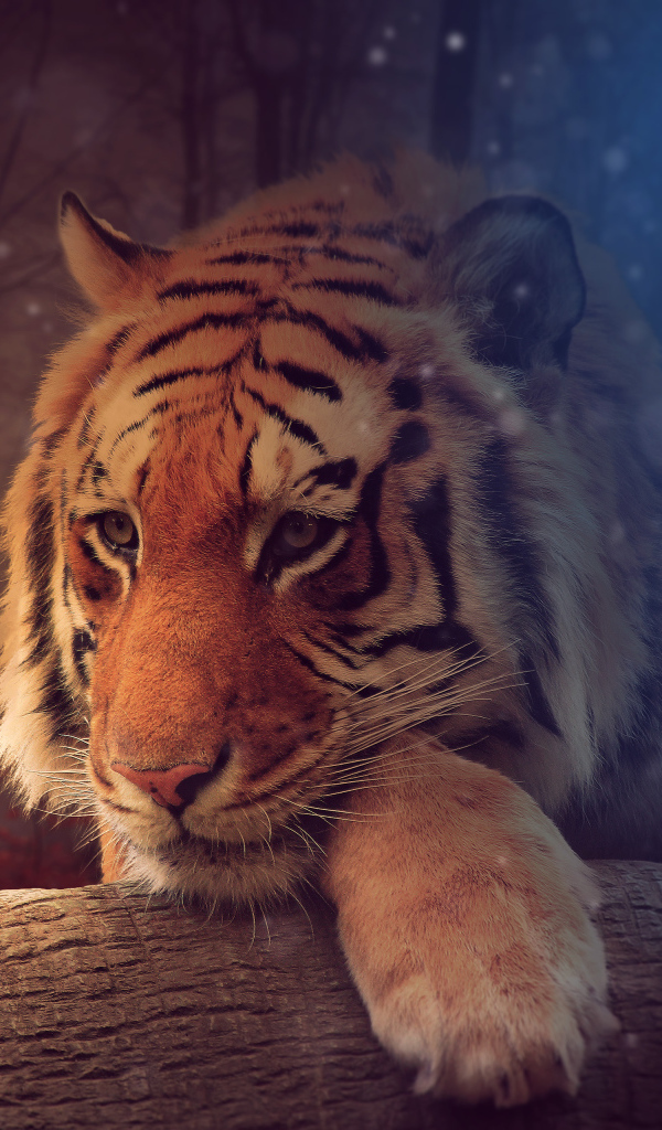 Девушка с фонарем освещает большого тигра