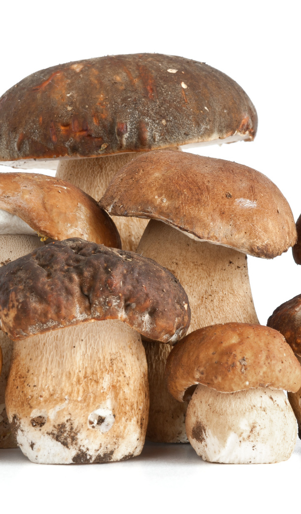 Много грибов на белом фоне крупным планом