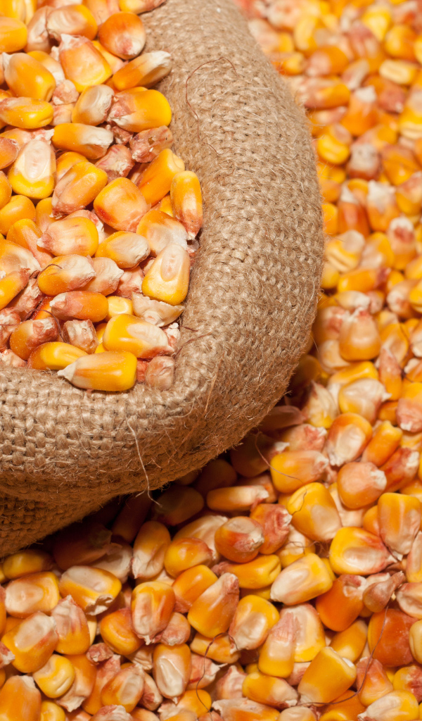 Кукурузные зерна в мешке крупным планом