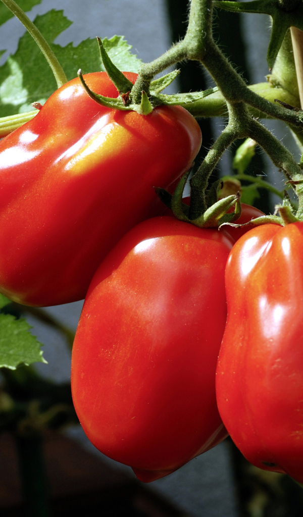 Три красных свежих помидора на грядке крупным планом