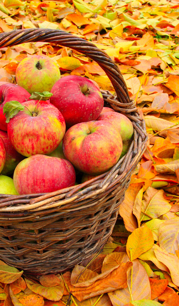 Корзина красивых красных яблок стоит на желтой опавшей листве осенью