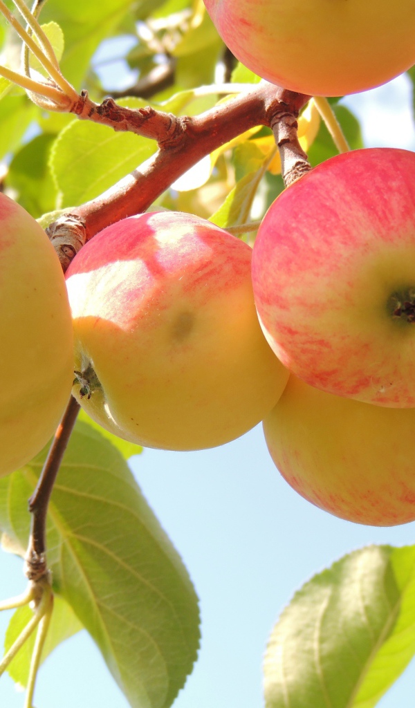 Красивые красные яблоки на ветке в саду