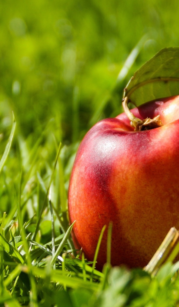 Большой красный нектарин в зеленой траве 