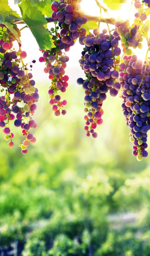 Синий виноград  спеет на солнце