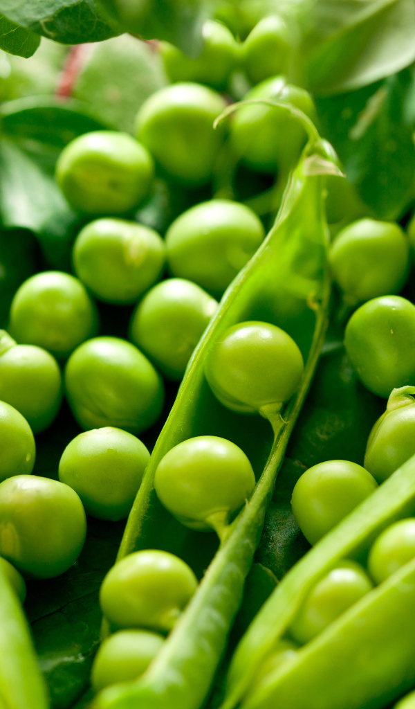 Свежий зеленый горошек крупным планом