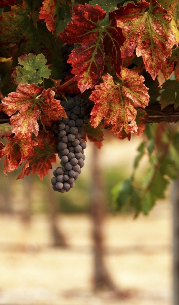 Гроздья синего винограда в желтых листьях 