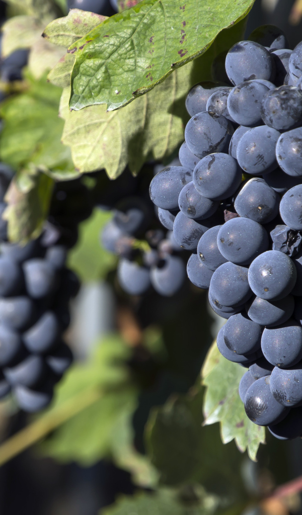 Гроздья спелого синего винограда 