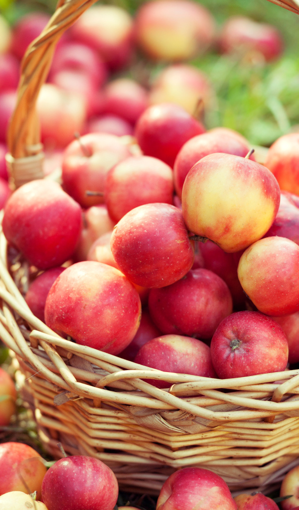 Большая корзина с красивыми красными яблоками 