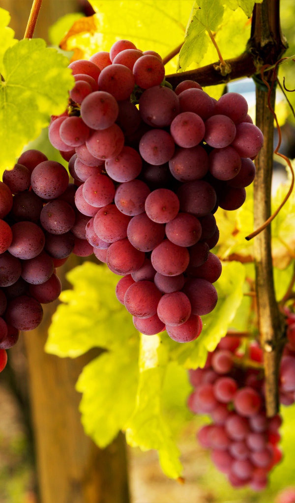 Большие гроздья розового винограда в зеленой листве