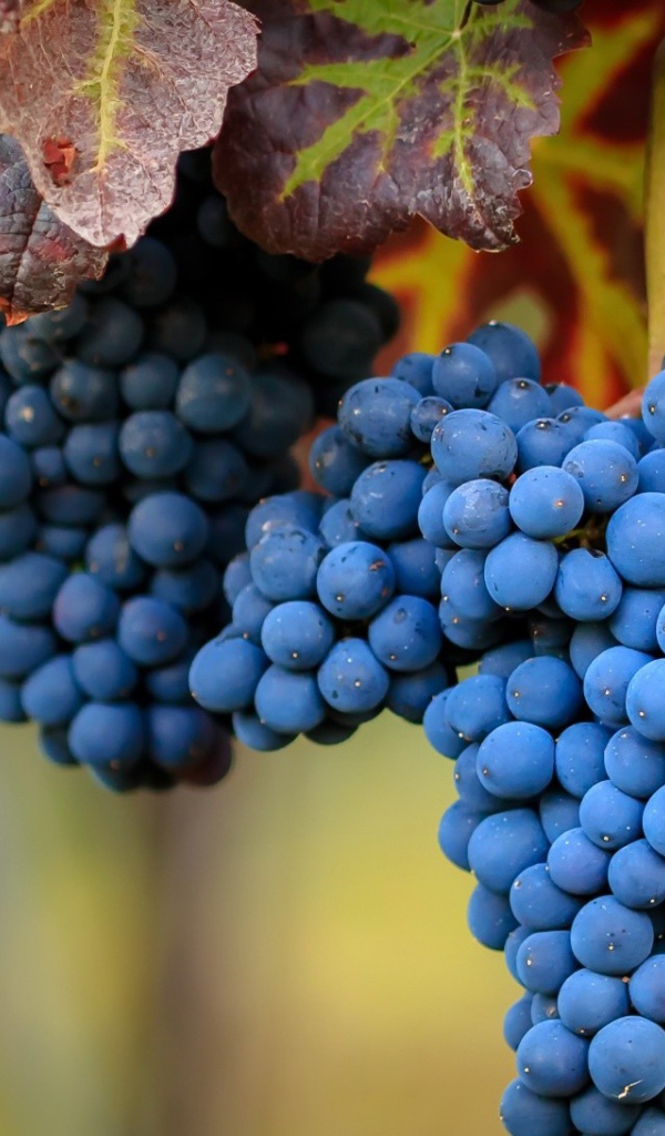 Большие гроздья спелого синего винограда 