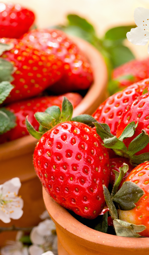 Красные ягоды спелой сочной клубники 