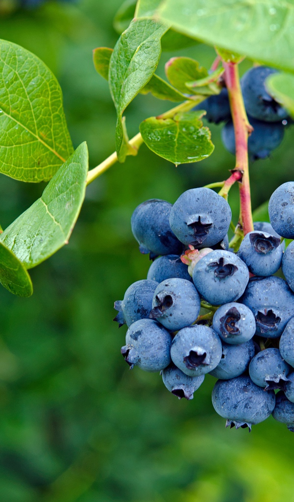 Ветка спелой черники с зелеными листьями крупным планом