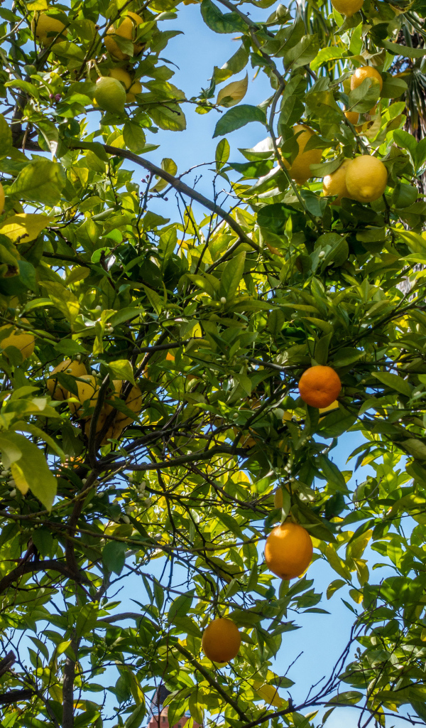 Деревья со спелыми апельсинами и лимонами