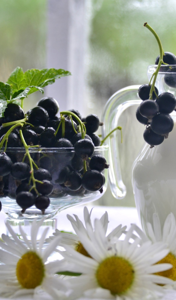 Молоко в стеклянном кувшине на столе со смородиной и ромашками 