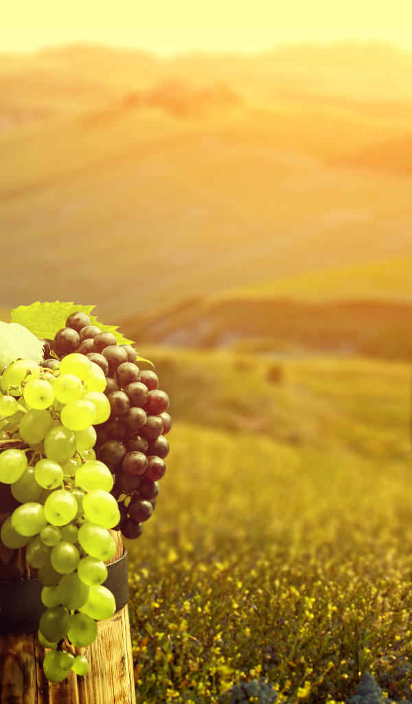 Два бокала с красным вином и свежий виноград на бочке 