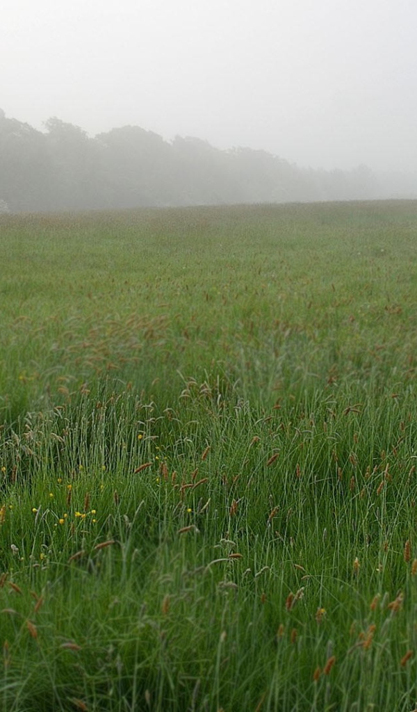 Мопс в костюме Гендальфа в зеленой траве 
