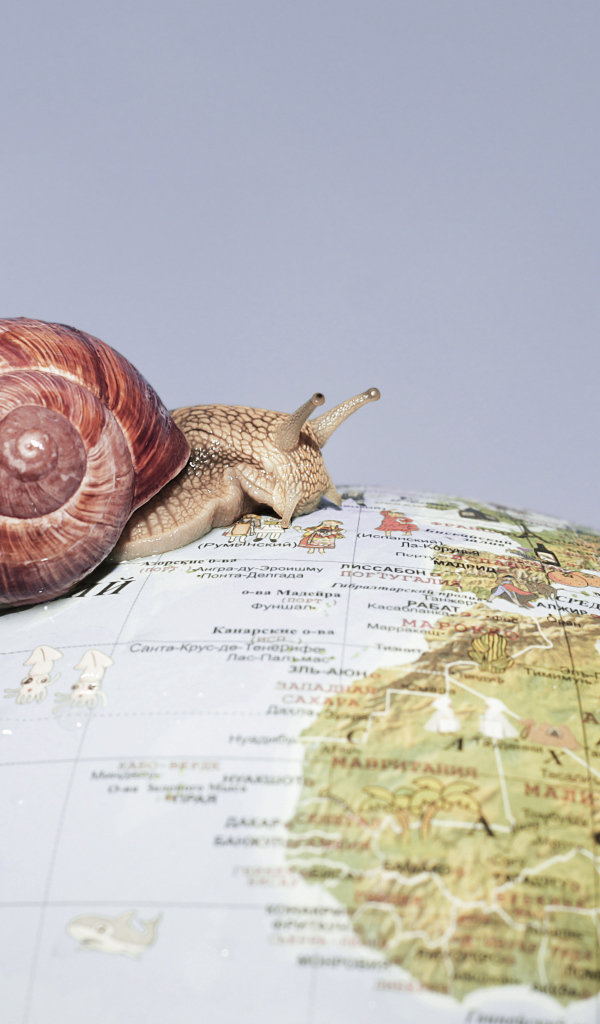 Улитка ползет по глобусу на сером фоне