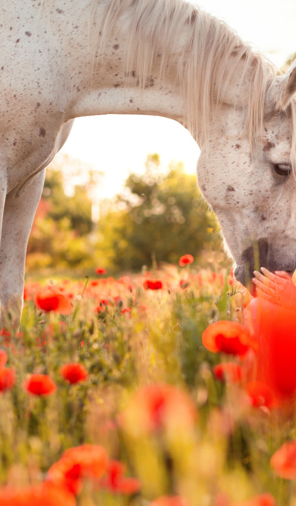 Красивая молодая девушка с лошадью на поле покрытом красными маками