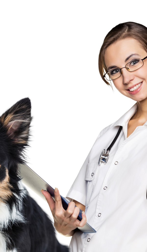 Девушка врач ветеринар с собакой бордер колли на белом фоне