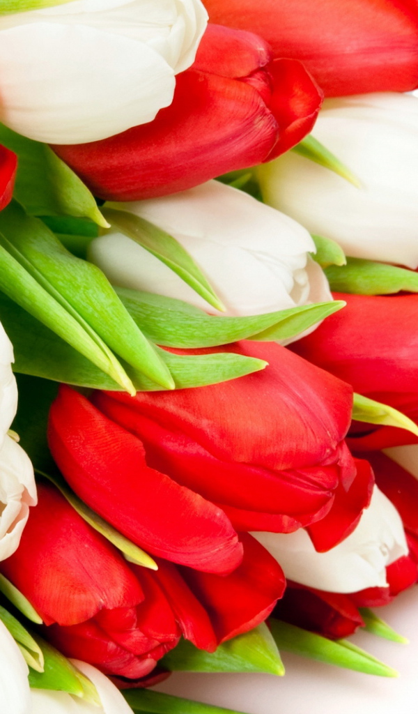 Букет из красных и белых тюльпанов на 8 марта 