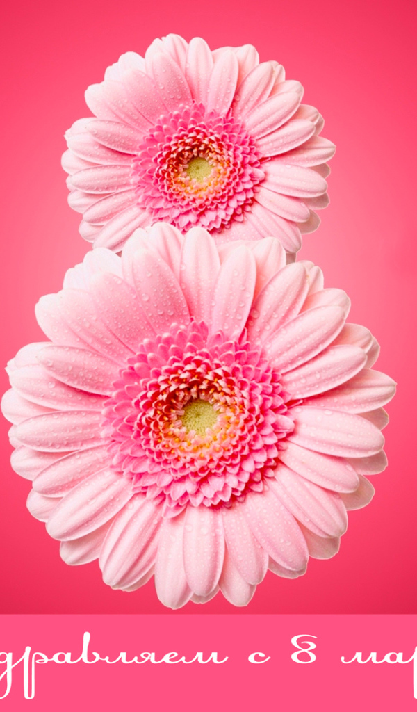 Восьмерка из гербер на 8 Марта