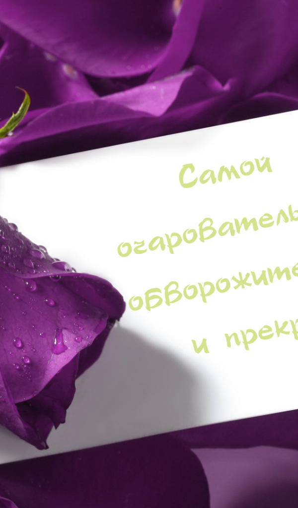 Сиреневая роза любимой девушке на 8 марта