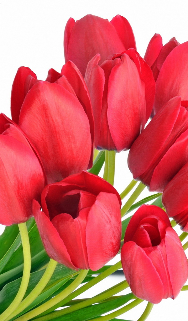 Красные тюльпаны на 8 марта
