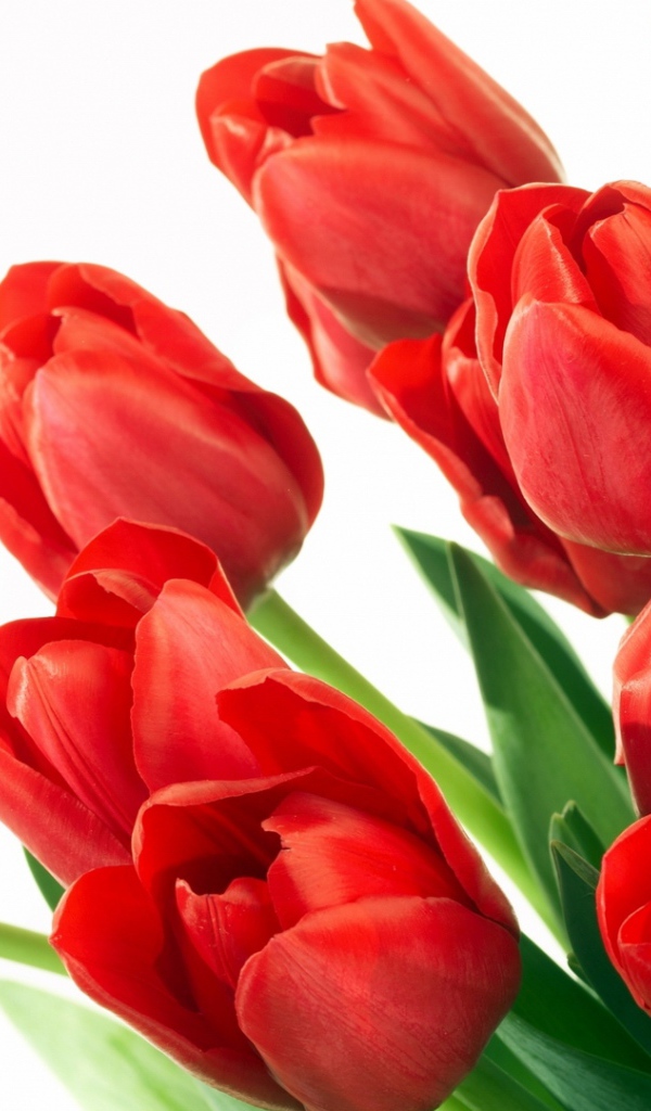 Букет красных тюльпанов для мамы на 8 марта 
