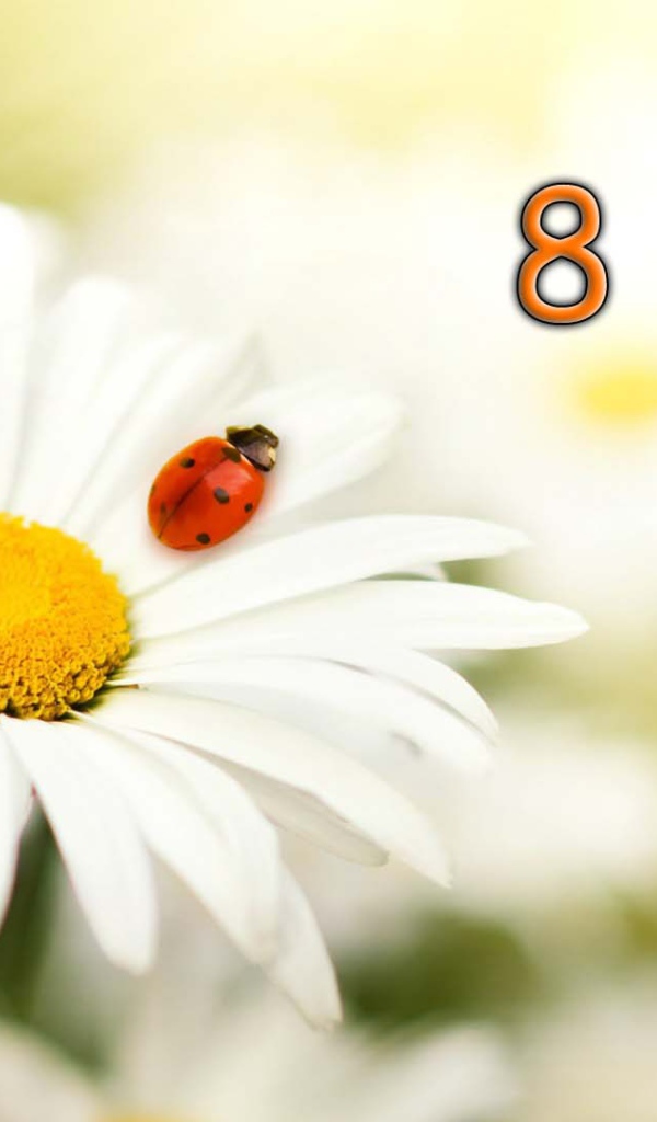 Белая ромашка с божьей коровкой на 8 марта 