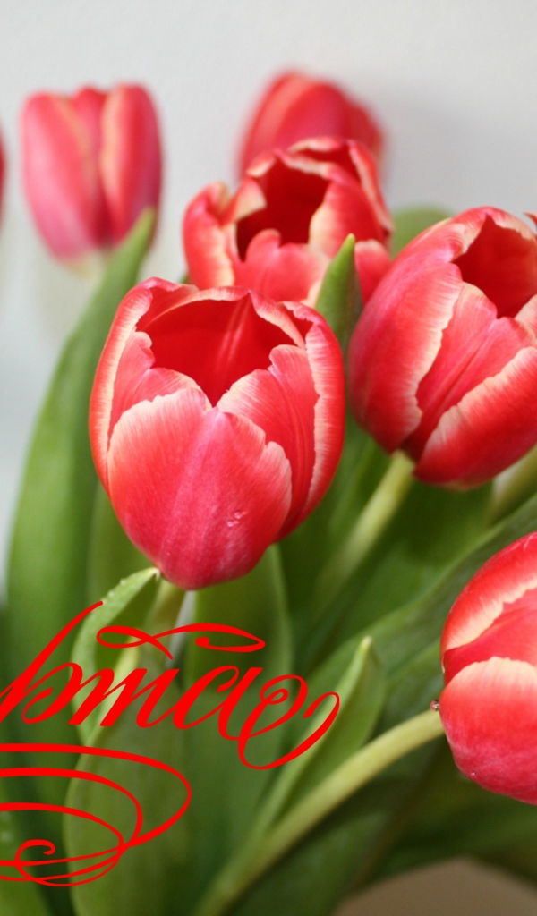 Букет тюльпанов для любимой на 8 марта