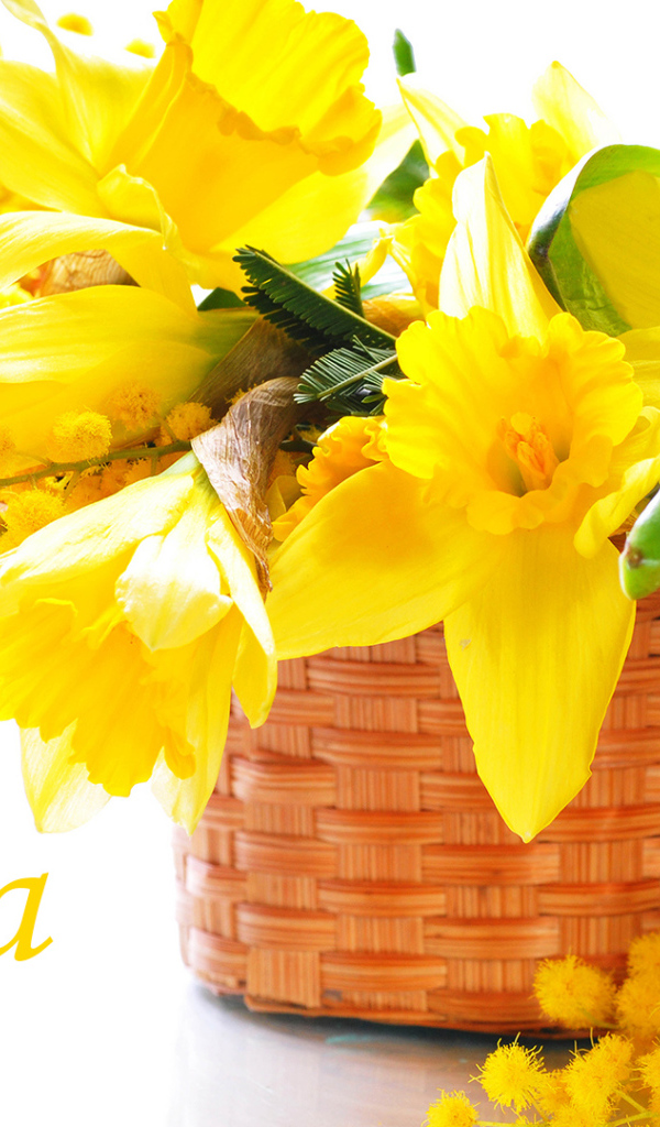 Желтые нарцисы и мимоза на 8 Марта