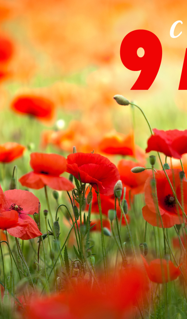 Открытка с полевыми маками на 9 мая  