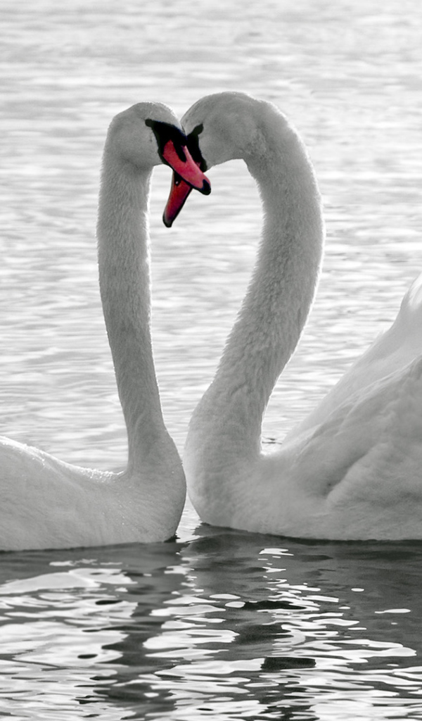 Влюбленная пара белых лебедей 