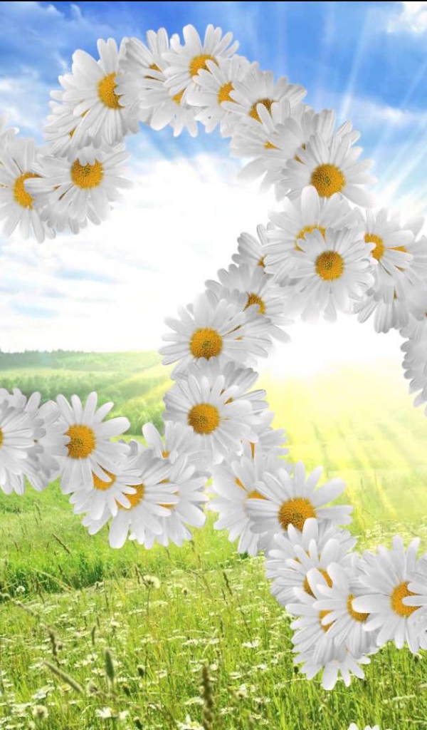 Красивые сердечки из белых ромашек 